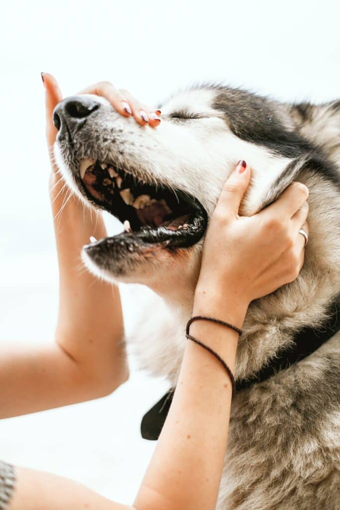 canine influenza vaccine