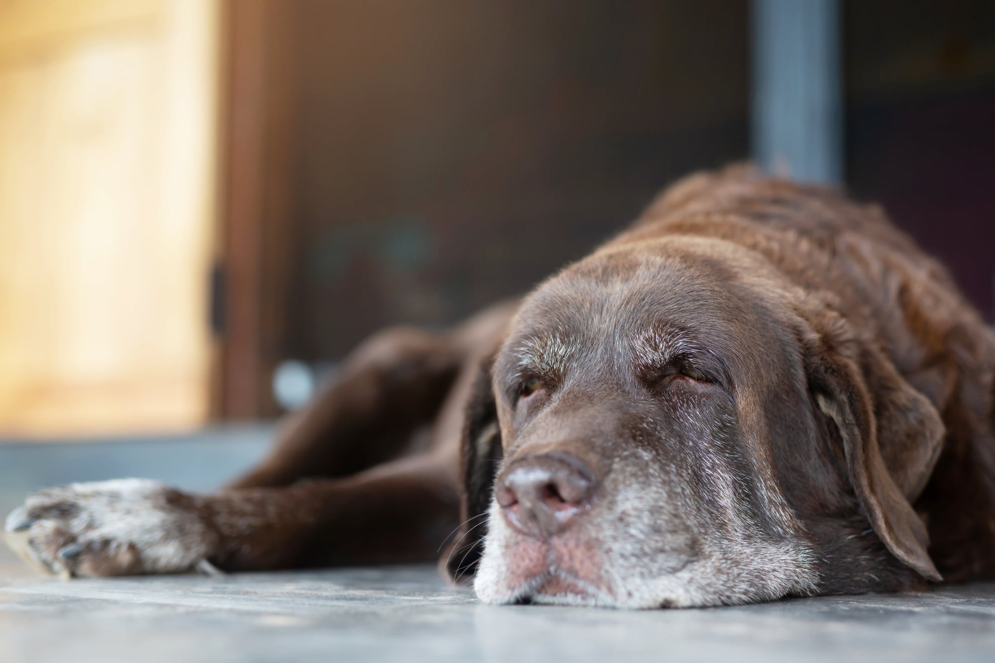 Aging Gracefully: Paws and Claws in Senior Pet Care