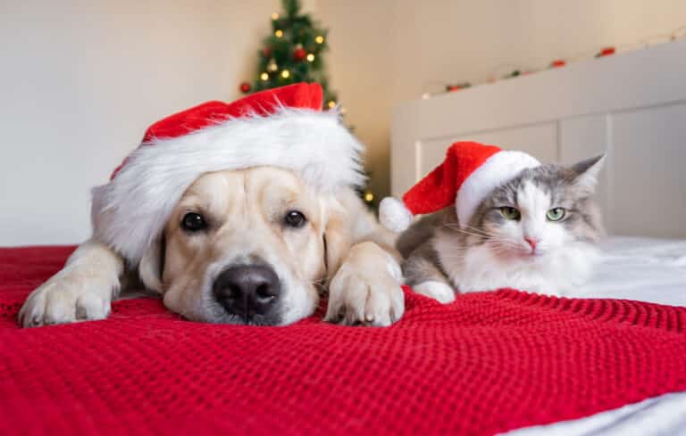 keeping pets safe during holidays