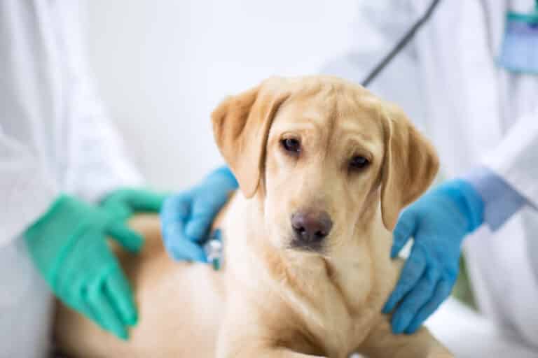 regular-veterinary-check-ups