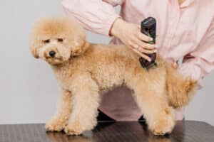 fur trimming for pets in Frederick, MD