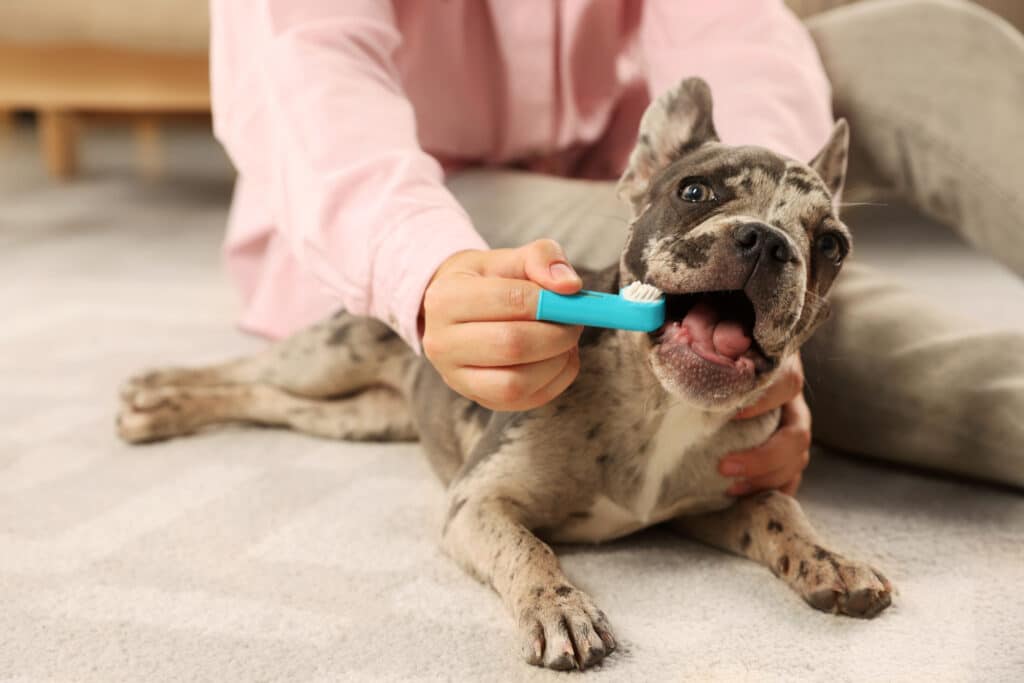 dental-health-for-pets