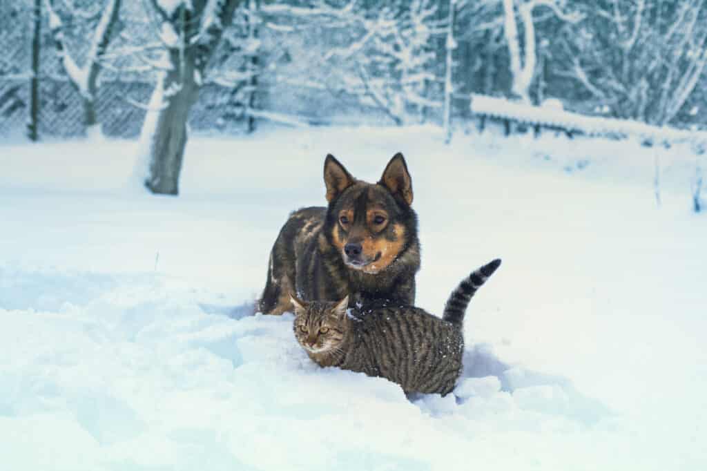 winter-pet-safety