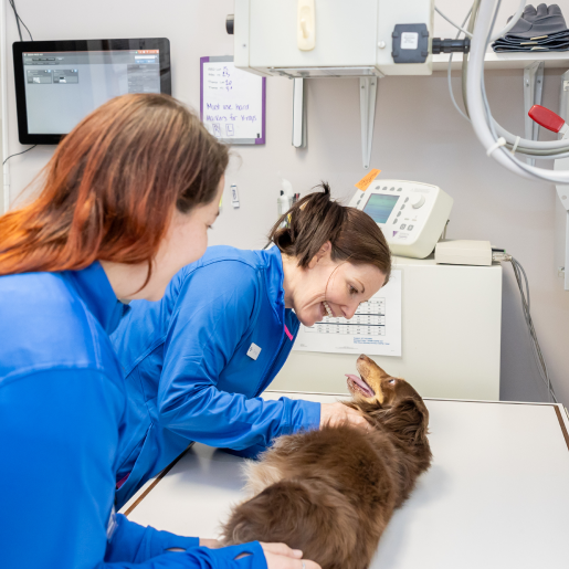 Diagnostic Testing